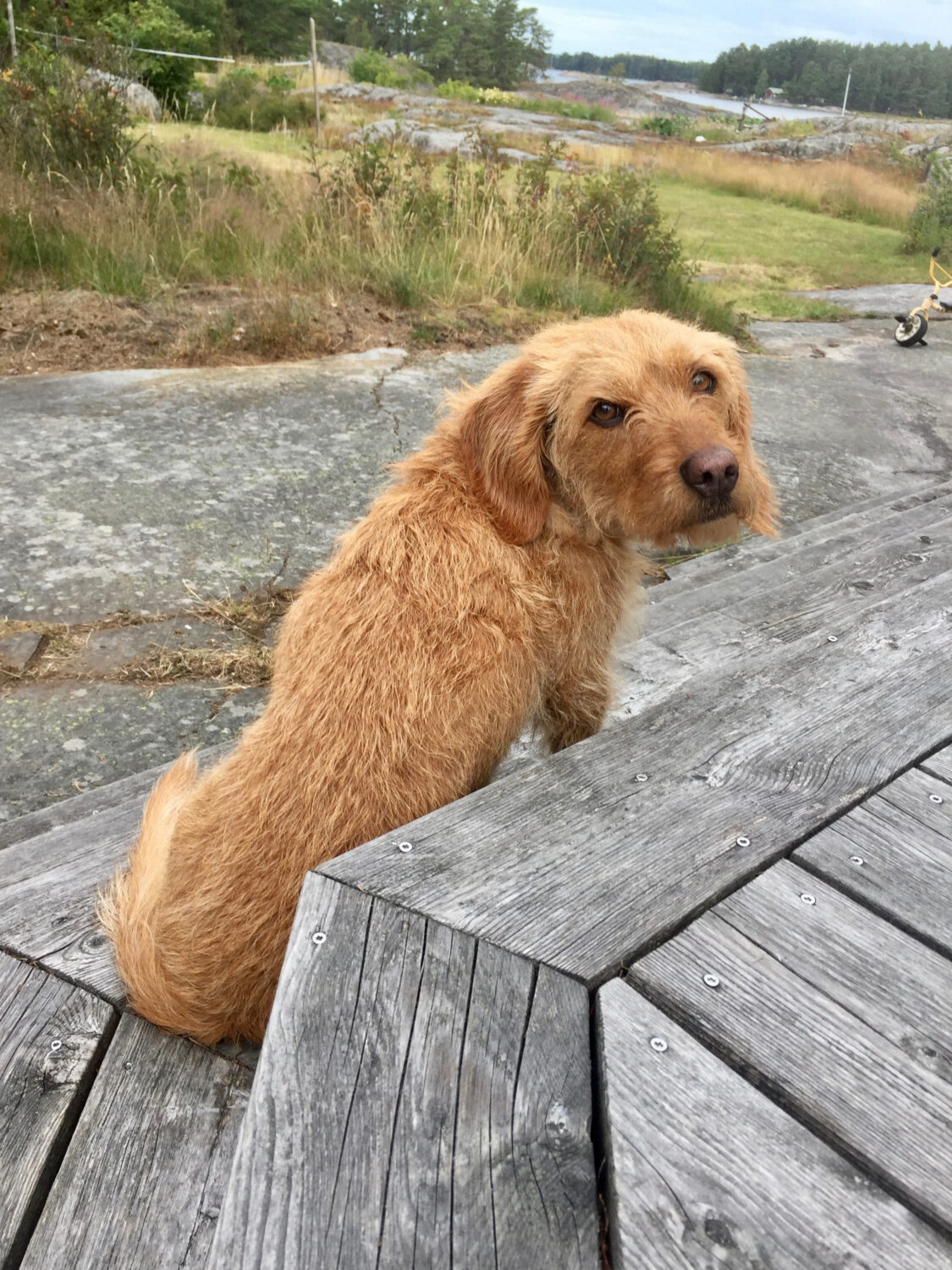 Basset fauve de Bretagne