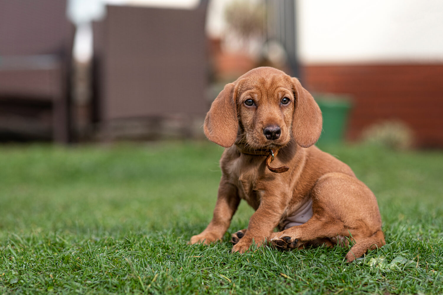 Basset fauve de Bretagne Welpen