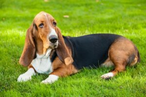 Basset Hound liegt auf grüner Wiese