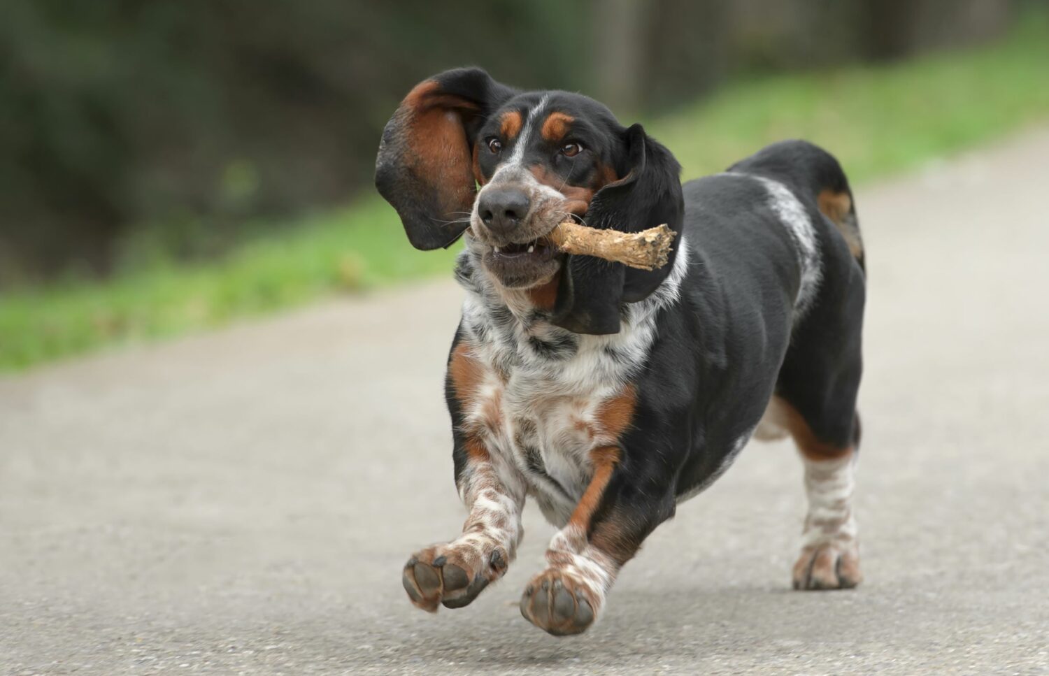 Basset Hounds rennt mit Stock im Maul