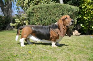 Basset Hound sind bekannt für ihre kurzen Beinen und ihre langen Ohren