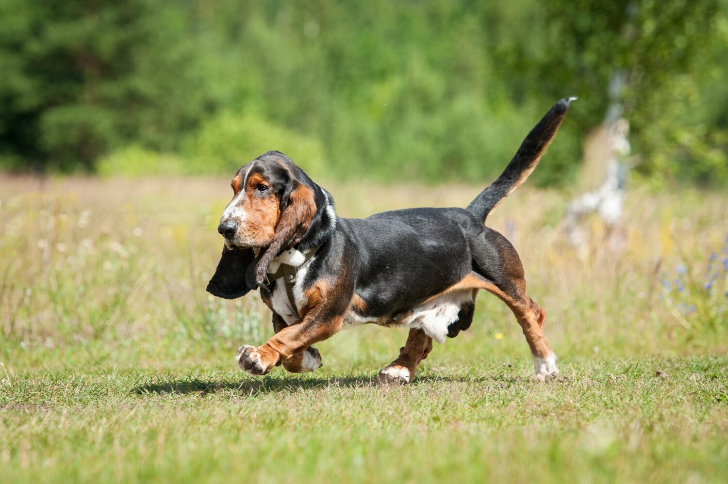 Um die Gesundheit des Hundes zu gewährleisten, sollte auf die Seriosität des Züchters geachtet werden