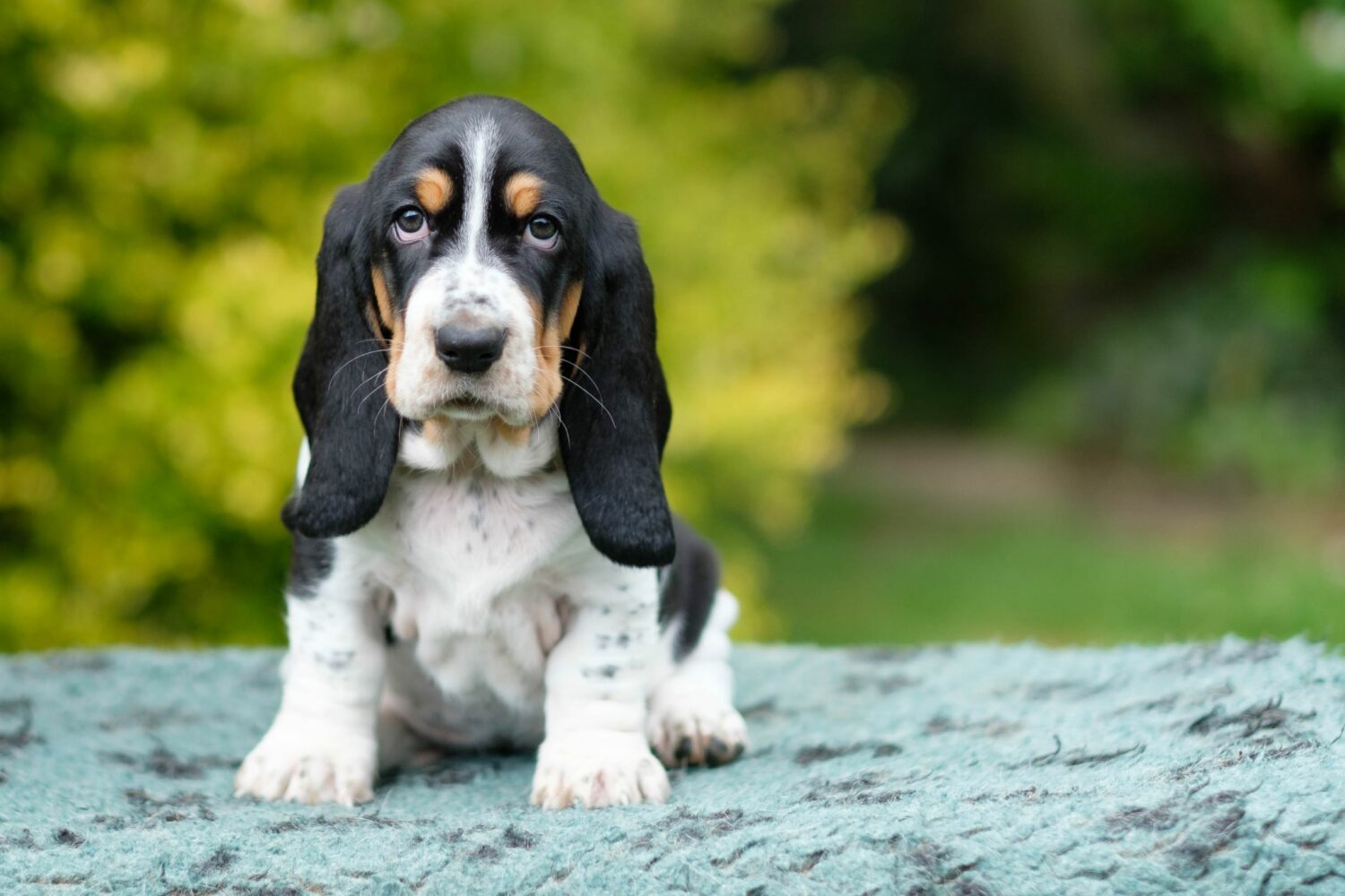 Basset Hound Welpe macht Sitz