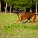 Bayerische Gebirgsschweißhund im Rasseportrait
