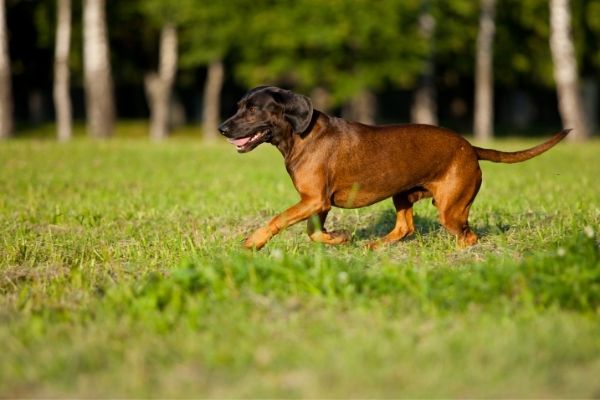 Bayerische Gebirgsschweißhund im Rasseportrait