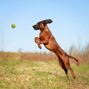 Bayerischer Gebirgsschweißhund im Sprung