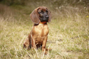 Bayerische Gebirgsschweißhund-Welpe