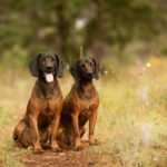 Bayerischer Gebirgsschweißhund im Rasseportrait