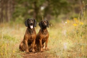 Bayerischer Gebirgsschweißhund im Rasseportrait