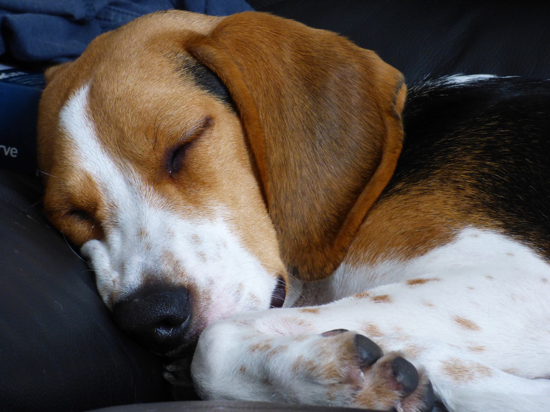 Beagle müde