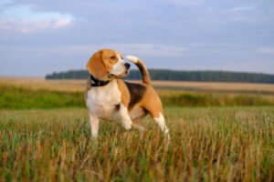 Beagle auf der Wiese