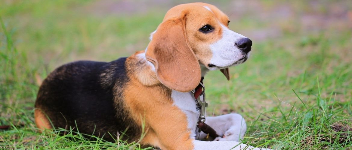 Welcher Hund passt zu mir: Beagle Harrier Rasse