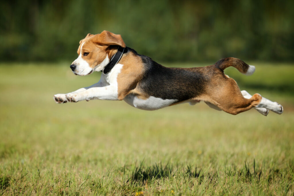 Beagle im Sprung