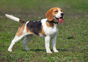 Beagle