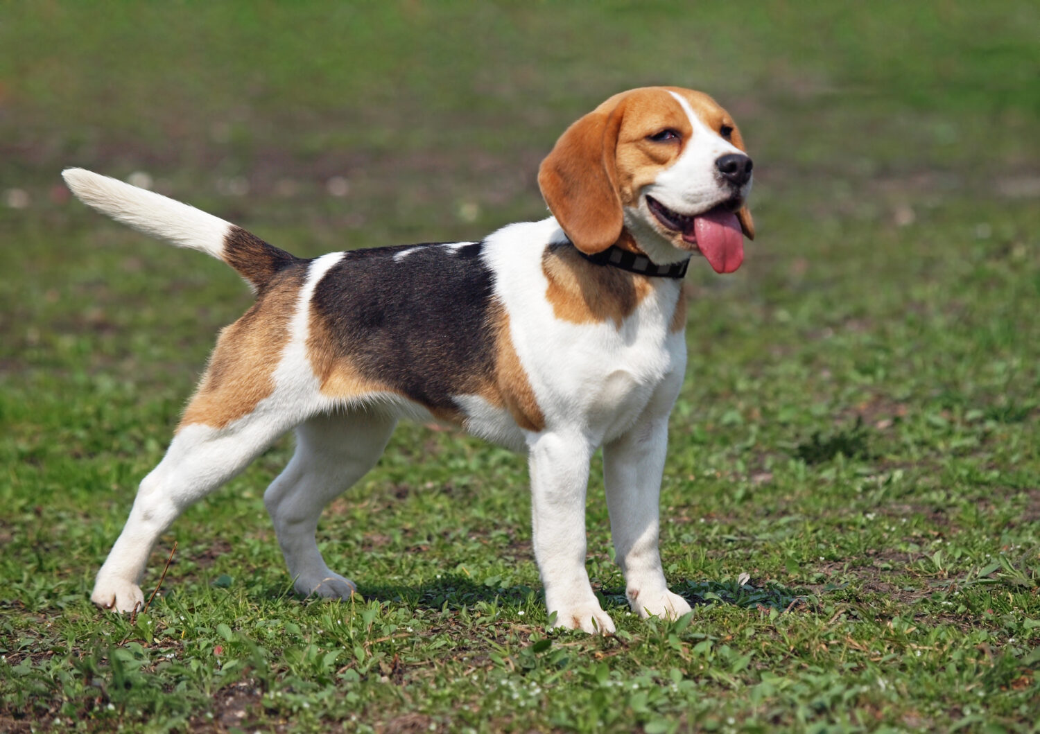 Beagle - Steckbrief, Charakter, Wesen und Haltung