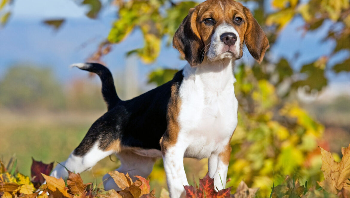 Beagle Welpe