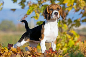 Beagle Welpe