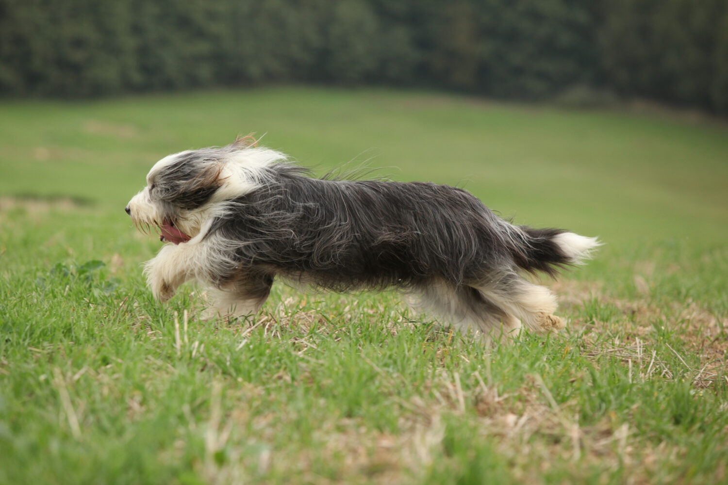 Bearded Collie im Auslauf