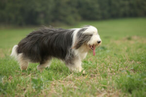 Bearded Collie in der Natur