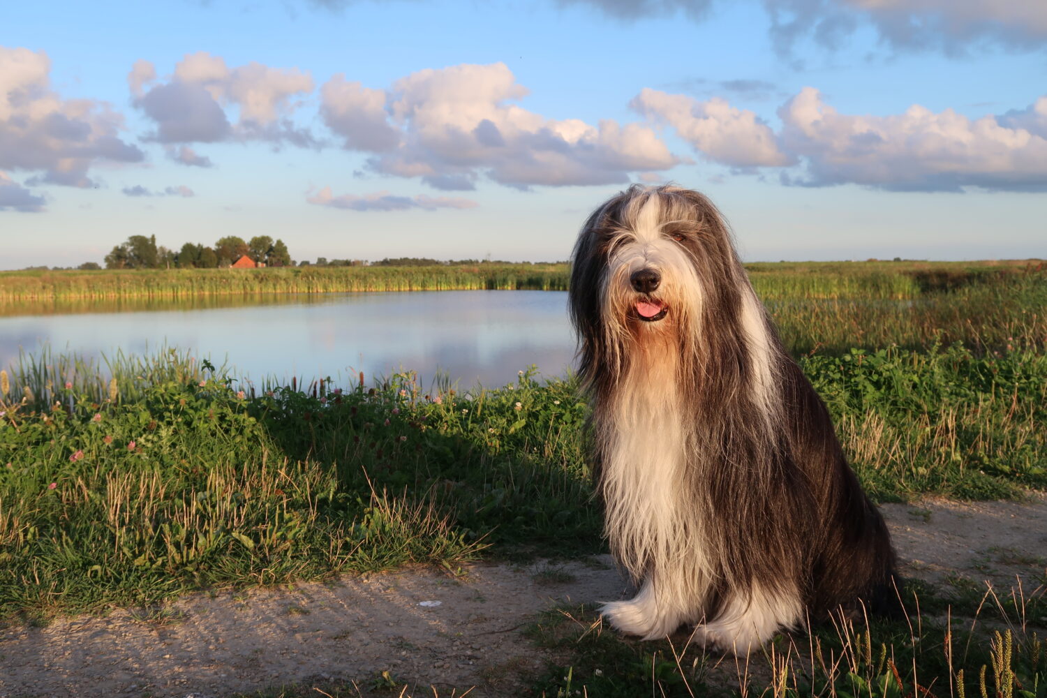 Bearded Collie in der Natur