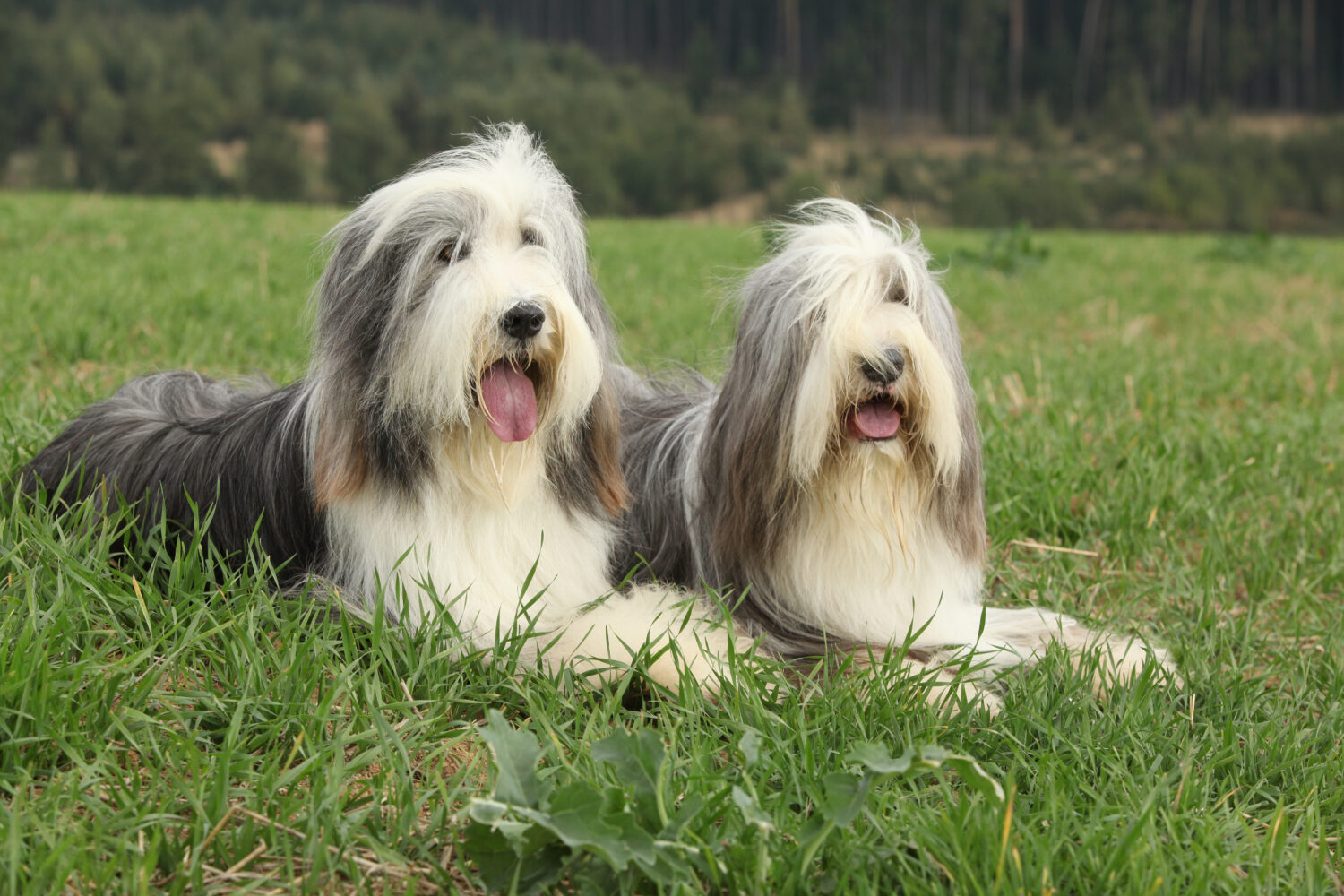 2 Border Collies auf einer Wiese