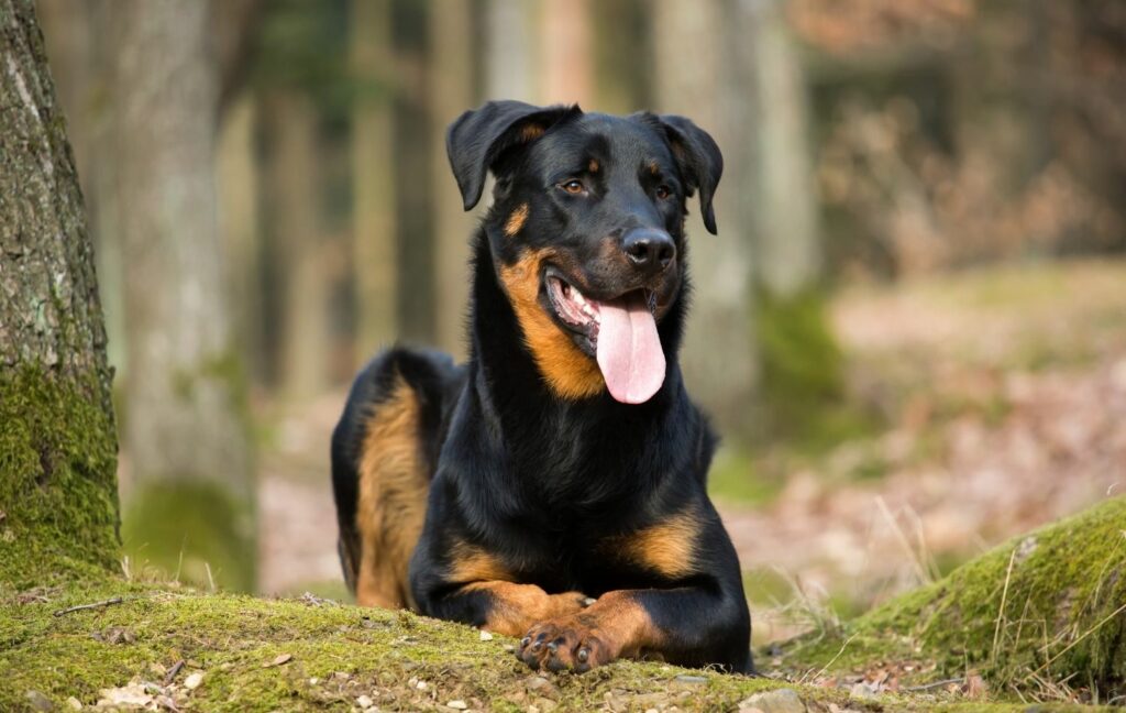 Französische Hunderassen: beauceron Liegt auf im Wald auf einem Moosbedecktem Untergrund