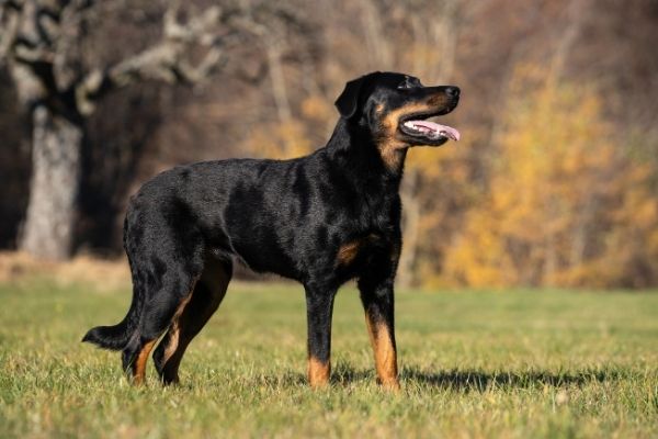 Beauceron in der Natur