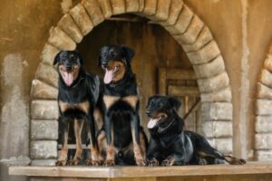 Beauceron in Gruppe