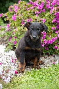 Beauceron Welpe
