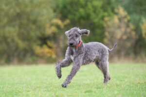 Bedlington Terrier im Auslauf