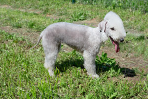 Bedlington Terrier Welpe