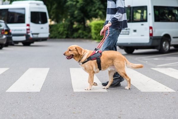 Begleithundeprüfung: Hund läuft mit Mann über Zebrastreifen