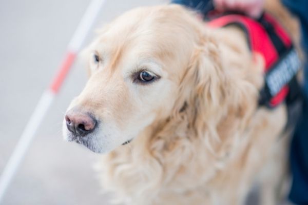 Labrador Retriever beim Begleithundesport