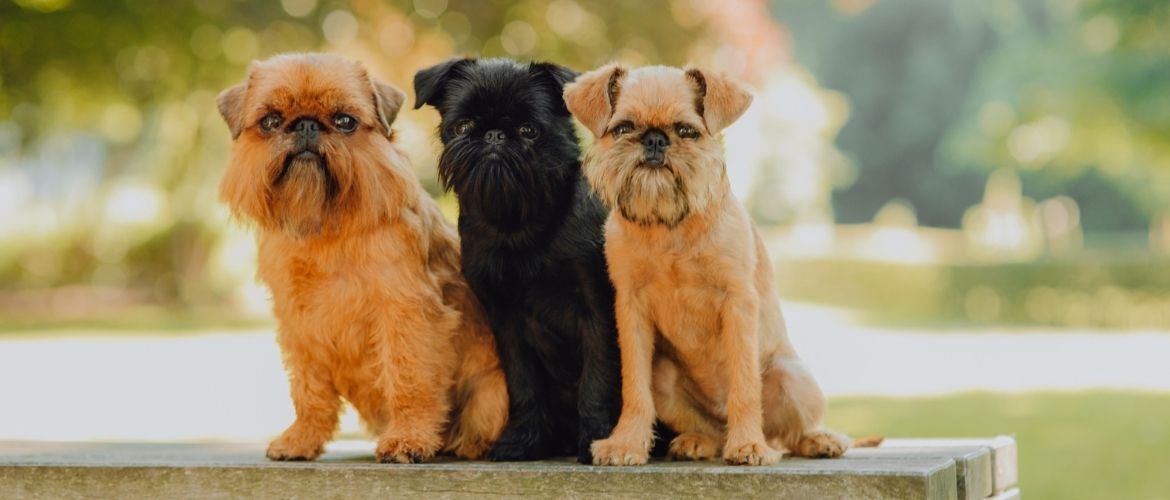 Belgischer Griffon Steckbrief Charakter Wesen Und Haltung