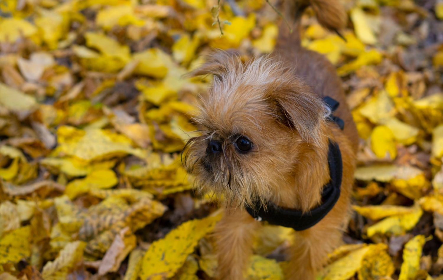 belgischer griffon welpe