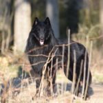 Belgischer Schäferhund