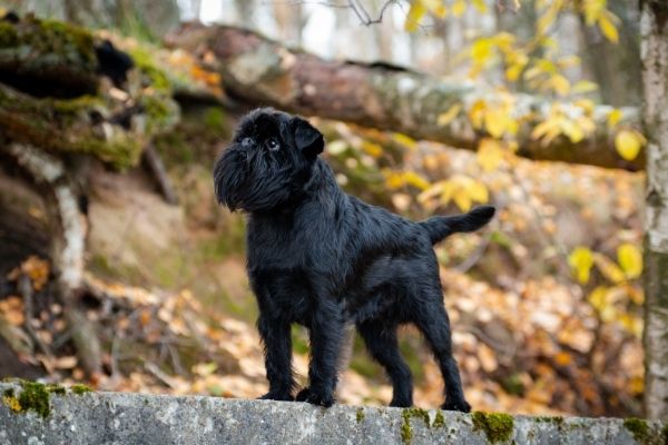 Belgischer Griffon in der Natur