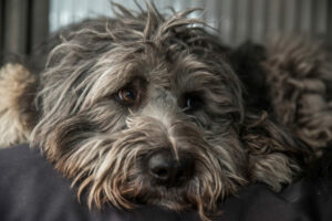 Bergamasker Hirtenhund Gesicht