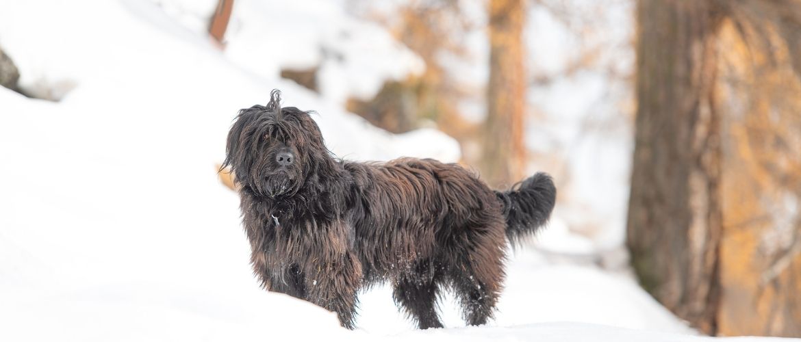 Bergamasker Hirtenhund im Schnee