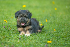 Bergamasker Hirtenhund Welpe