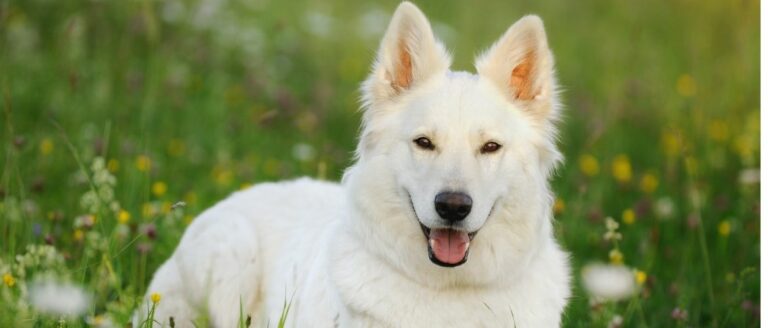 Berger Blanc Suisse