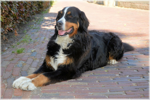 Berner Sennenhund draußen