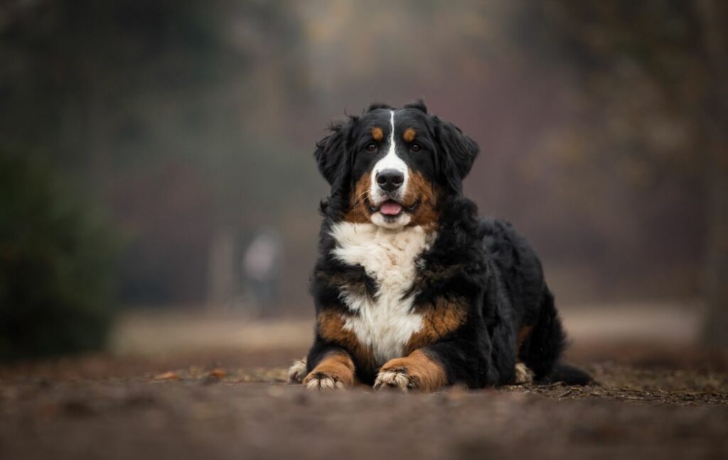 Berner Sennenhund liegend