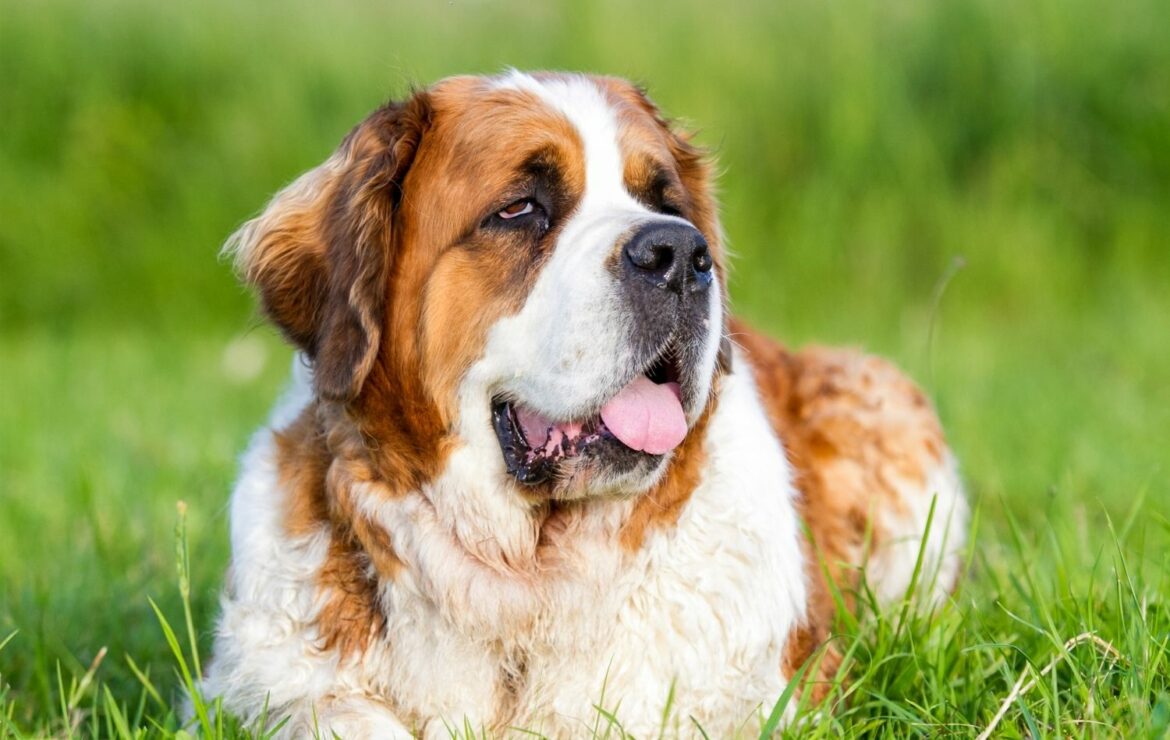 Hunderassen für Senioren Top 10 im Überblick edogs Magazin