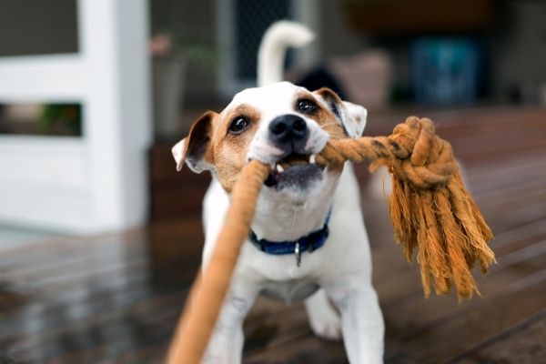 Beschäftigung für Hunde: Vierbeiner zieht am Seil