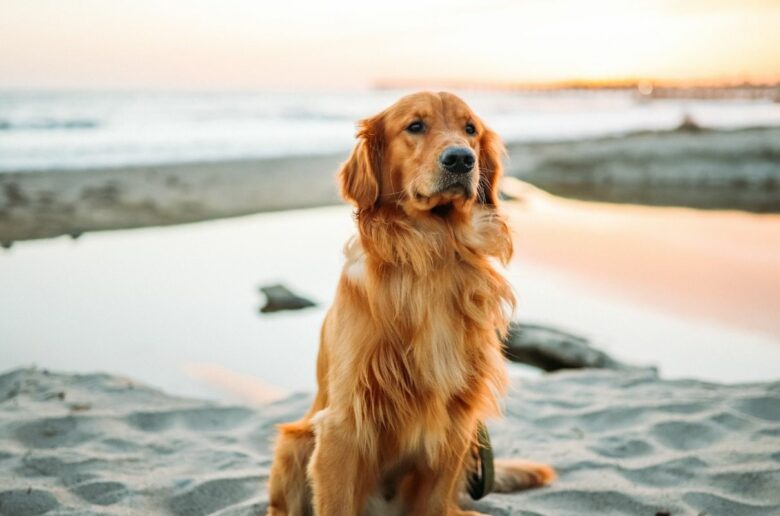 Die besten Hunde Sprüche: Hund am Strand bei Sonnenuntergang