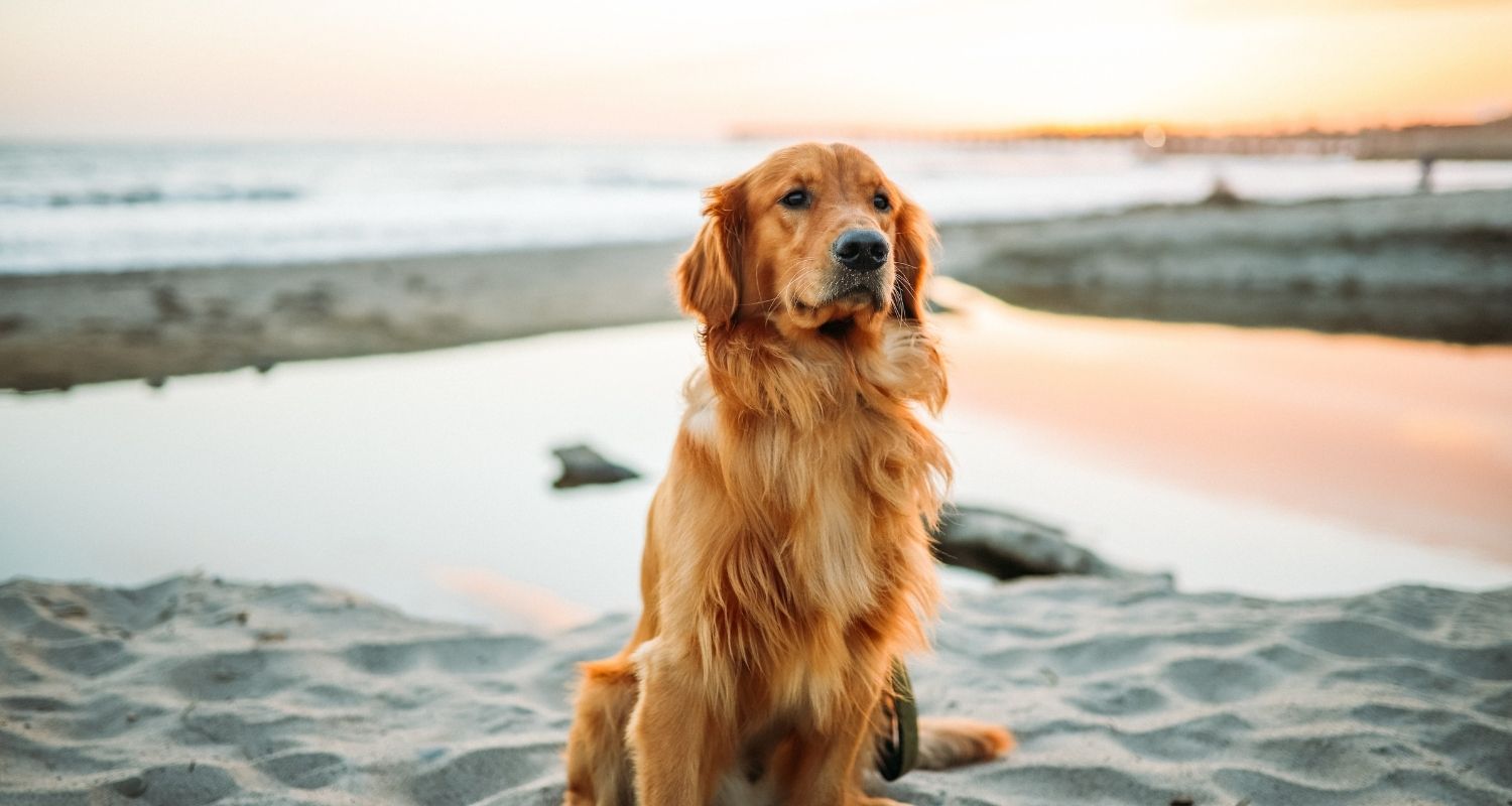 Die 80 schönsten Hundesprüche mit Bildern edogs.de Magazin