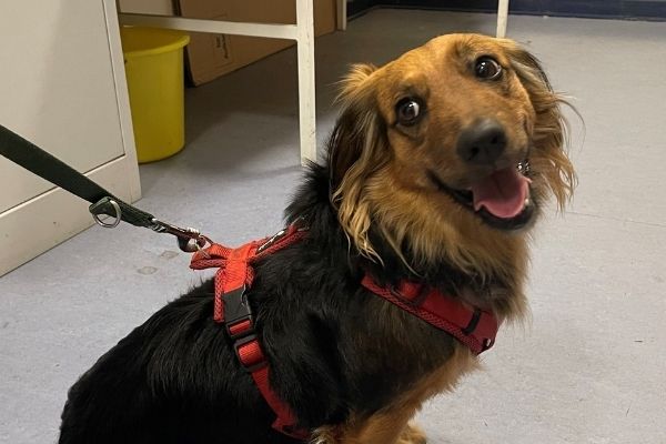 Betrunkene vergessen Hund in Berliner U-Bahn