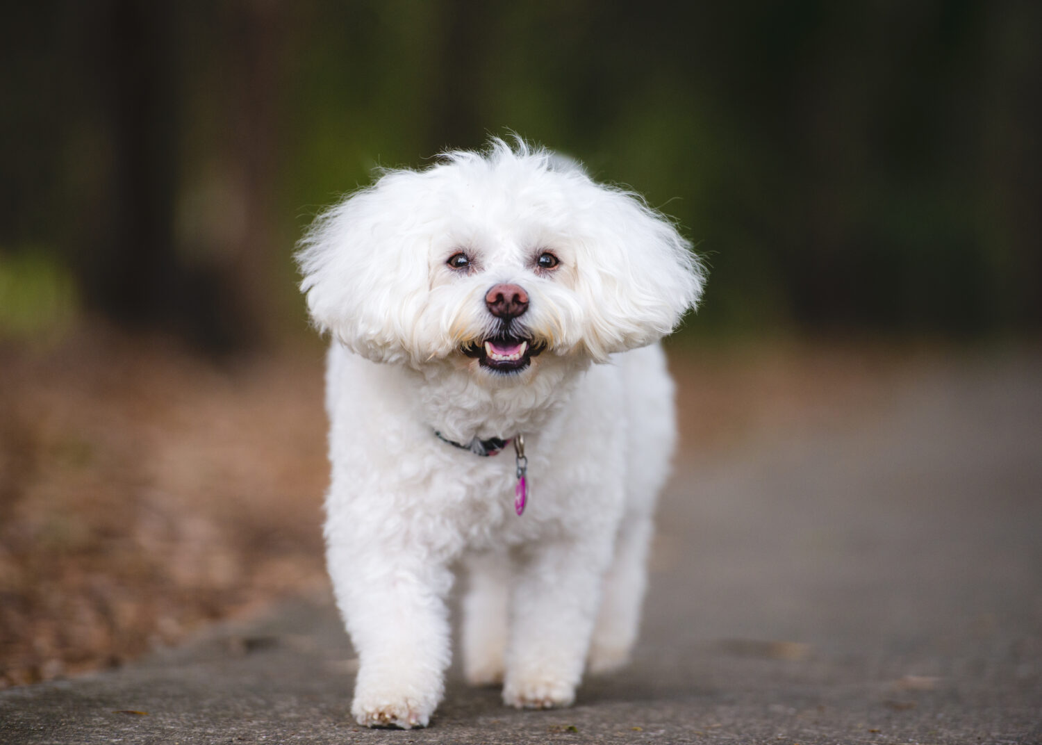 Bichon Frise im Auslauf