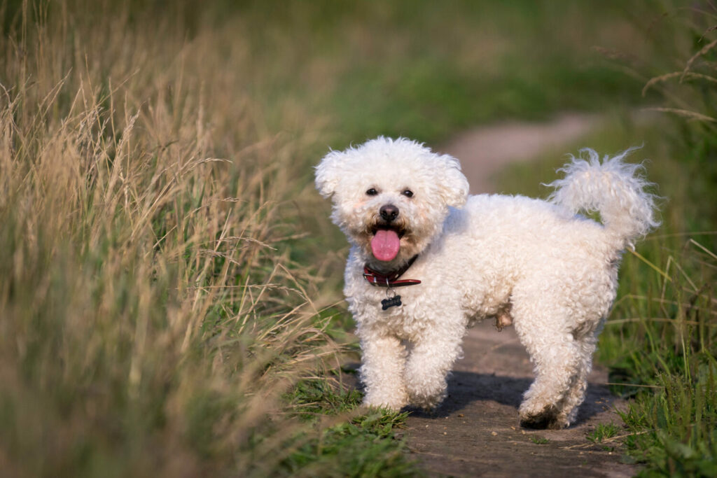 Anhängliche Hunderassen: Bichon Frisé auf einem Feldweg